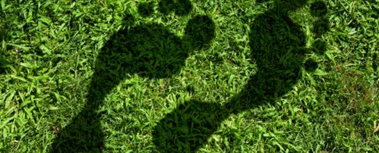 How Can Businesses Reduce Their Carbon Footprint